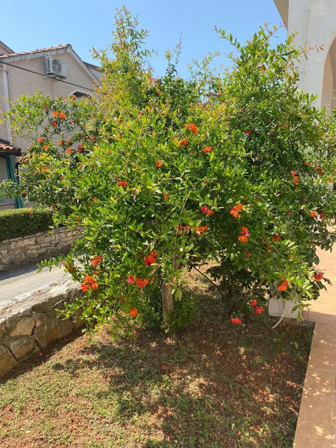 פונטנה Apartmani Ana Borovac מראה חיצוני תמונה